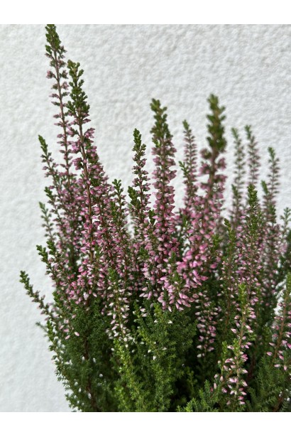 Calluna vulgaris Athene